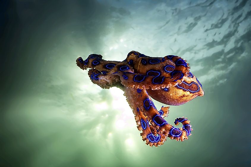 A blue-ringed octopus off the coast of Australia. 