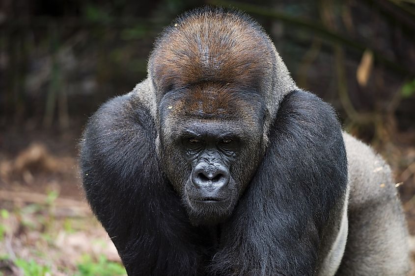 A male silverback gorilla. 