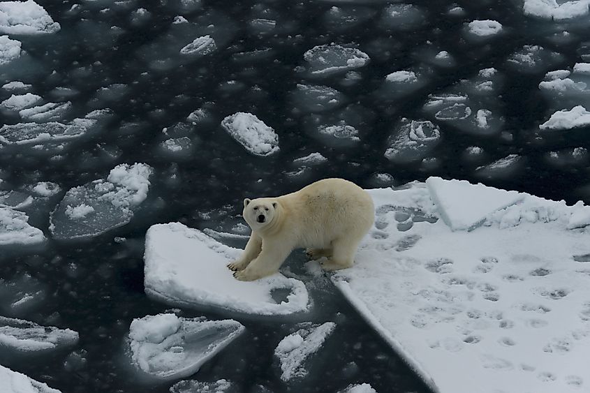 Polar bear standing between two ice floes