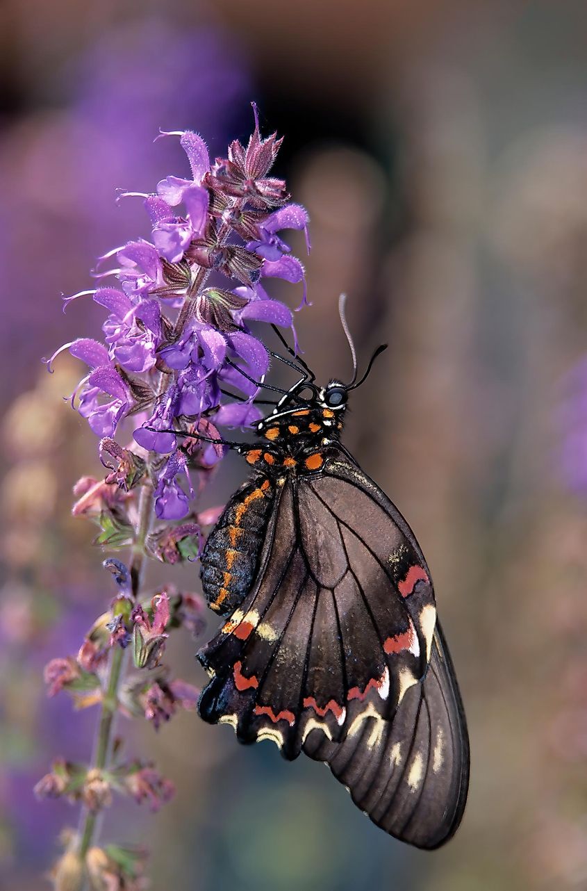 Oregon, Seaside, Butterfly, Polydamas Swallowtail, resting on May Night Sage.