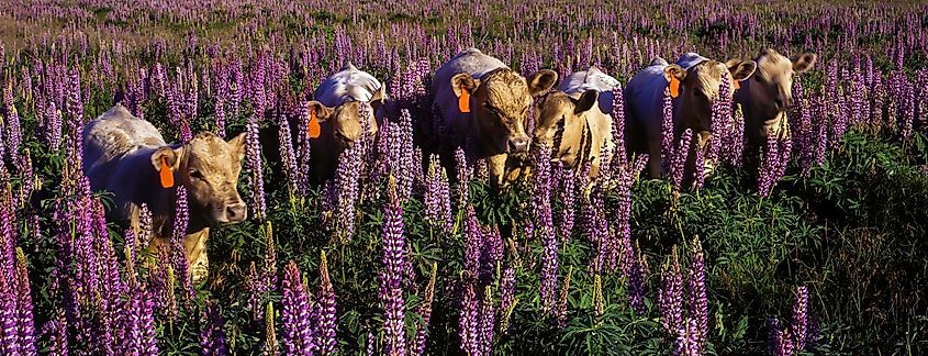 A panorama image of Cattle grazing in a pasture covered with blooming lupine flowers near Sisters, Oregon.
