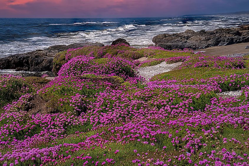 Oregon coast scene near Yachats with sea thrift in foreground.