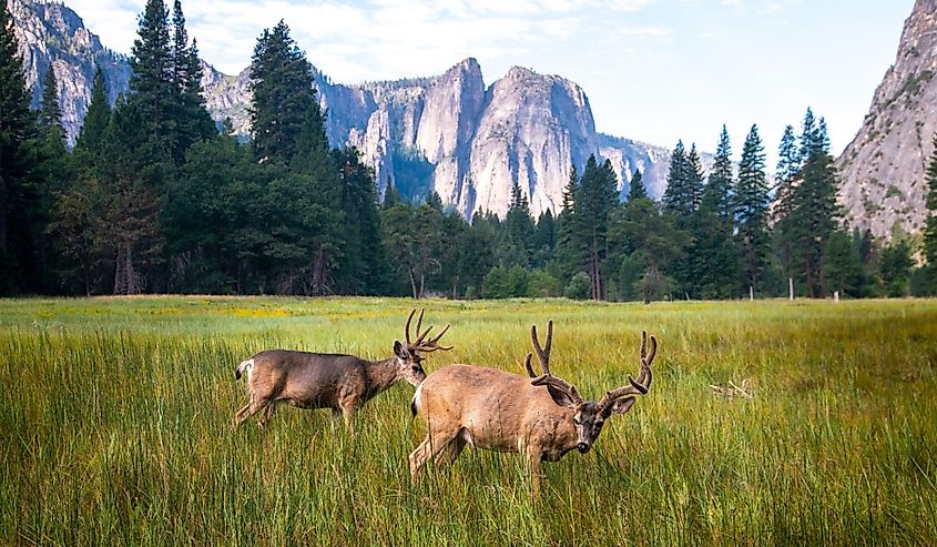 Two deers in the meadow in the Yosemite Valley. Yosemite National Park, California,
