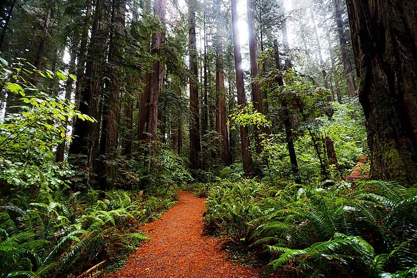Towering redwood trees are a staple of the Northern California landscape. 