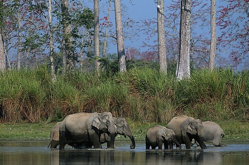 Elephants in the wetlands of Kaziranga National Park in eastern India's Assam state.