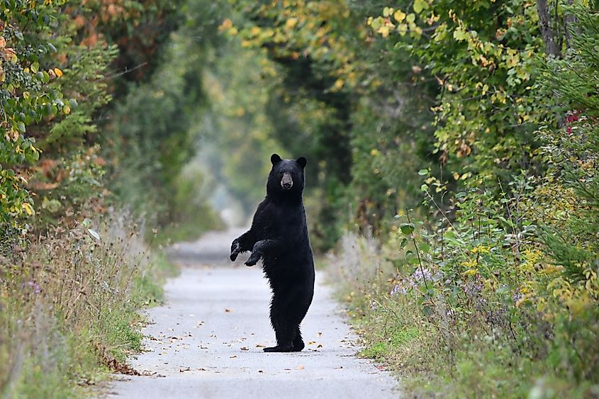 Black Bear sees people walking on trail and stands up on hind feet for a better look before returning to forest