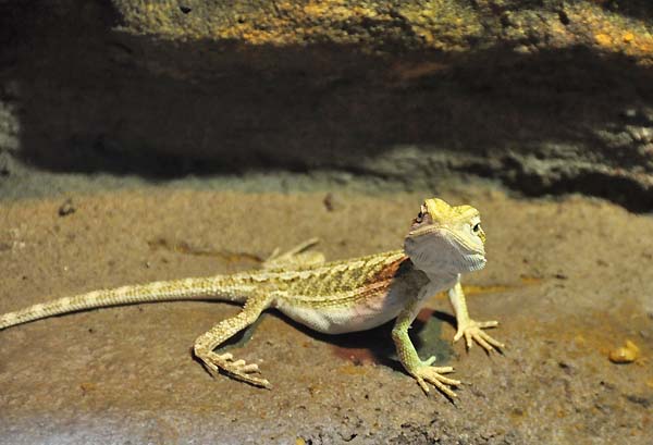 ground lizard