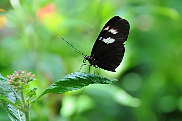 butterfly