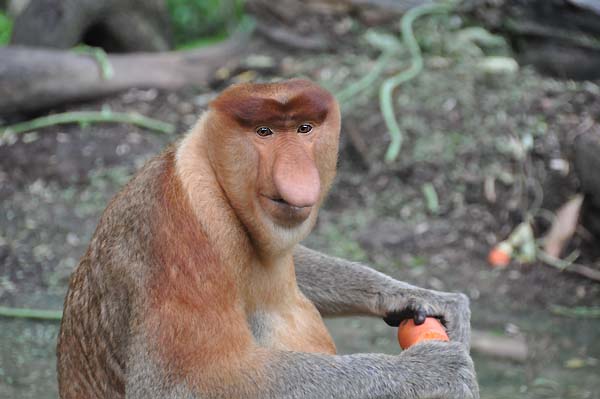 proboscis monkey