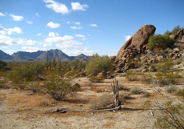 sonoran desert