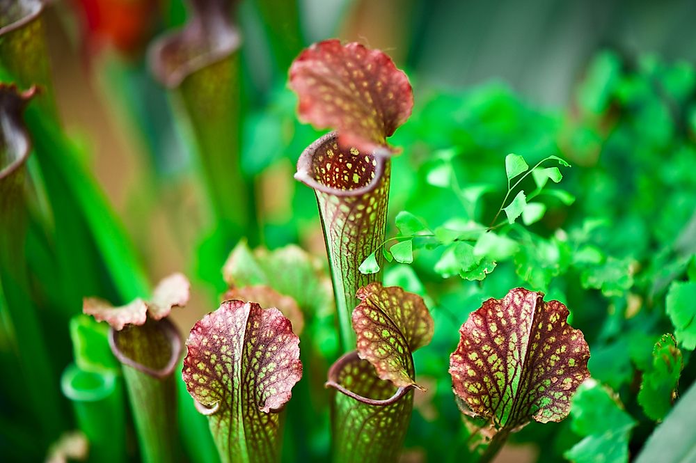 What Is A Carnivorous Plant WorldAtlas what-is-a-carnivorous-plant-worldatlas