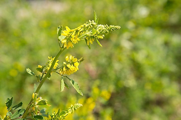 Most Widespread Invasive Plants In The United States