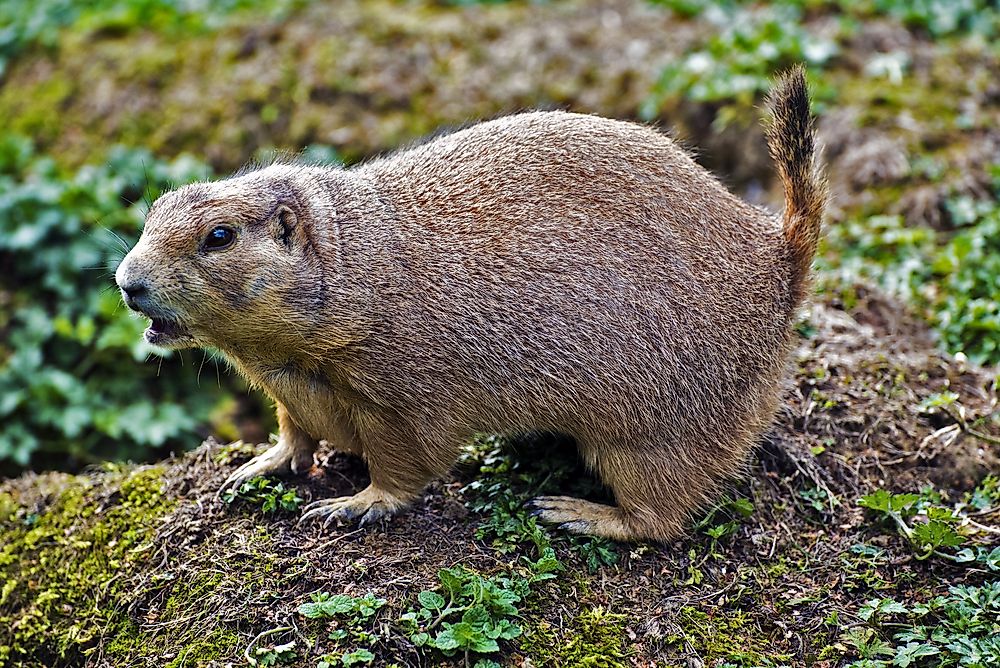 BlackTailed Prairie Dog Animals of North America