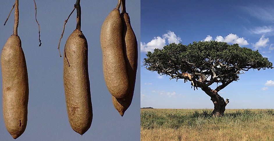 Native Plants Of Botswana