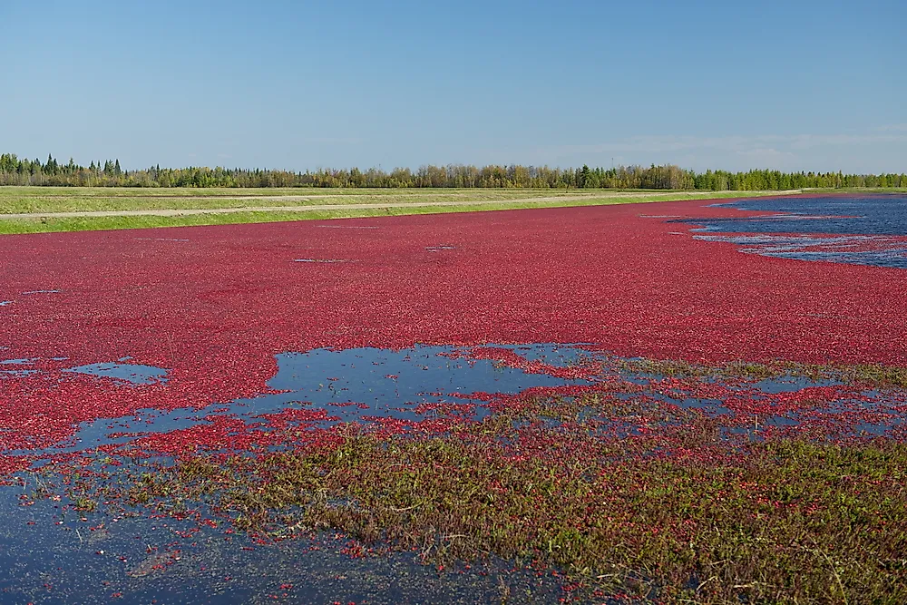 10 Top Countries in Cranberry Production