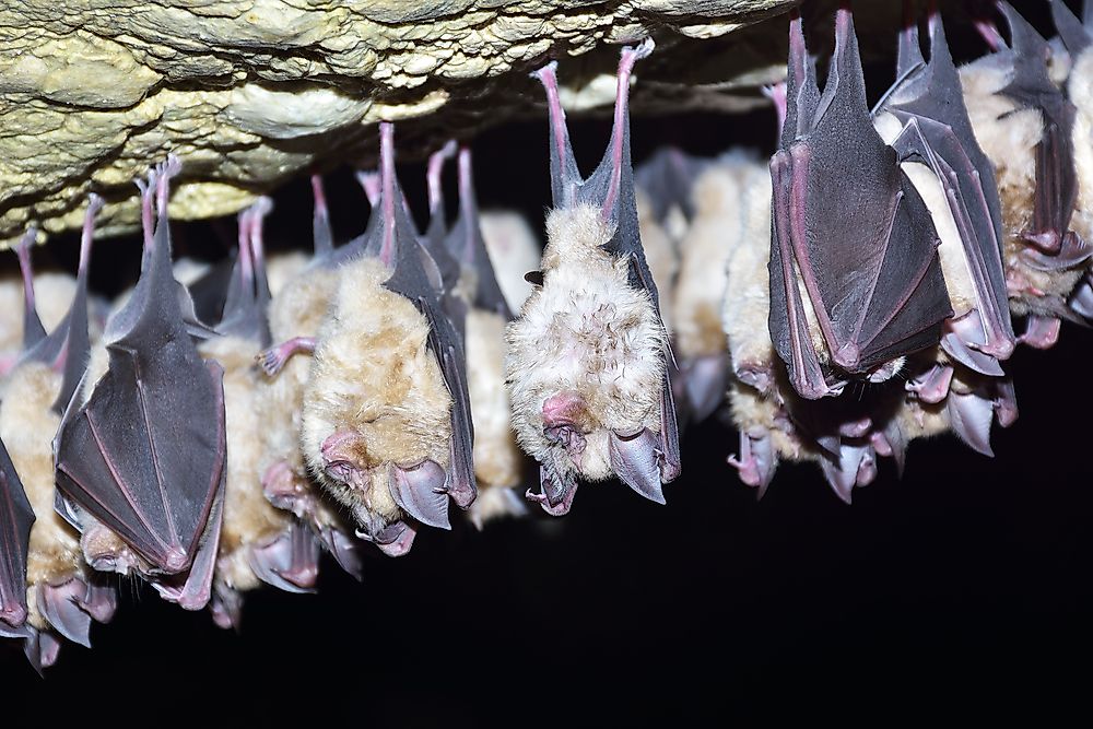 Everything You Need to Know About Bats
