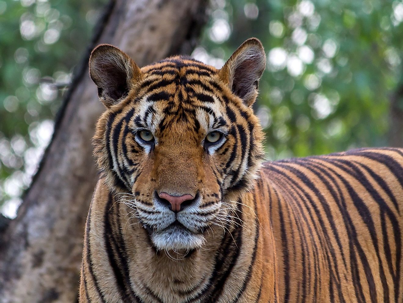 The Bengal tiger is the undisputed ruler of the Indian jungles.