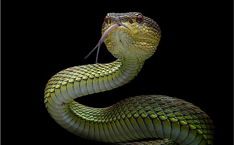 In the past, it was believed that snakes were deaf and could not hear anything.