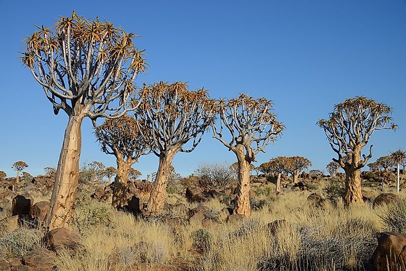 Some of the Quiver Tree Forest's unique Aloe trees near Keetmanshoop, Namibia.