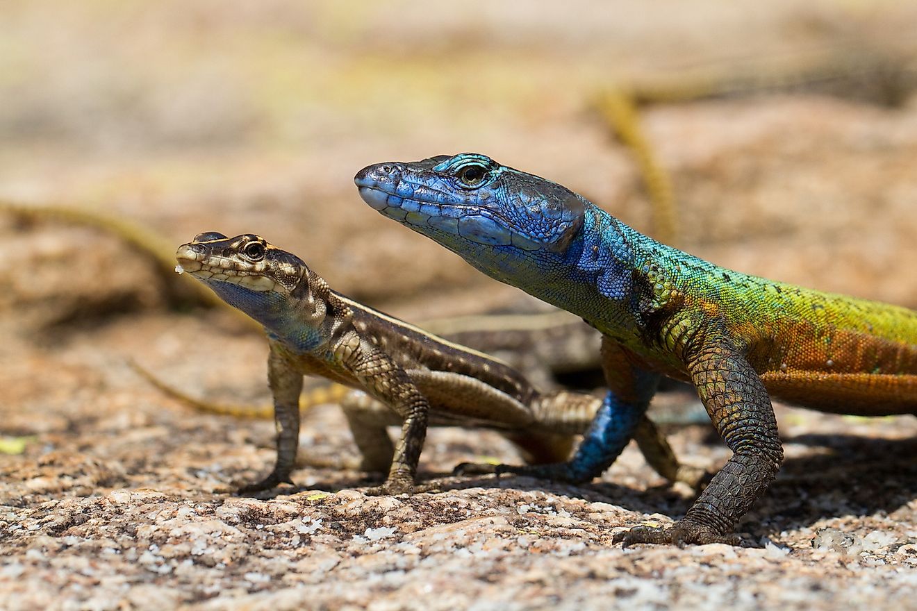 A pair of flat lizards, a male and female, in Matobo National Park, Zimbabwe. Image credit: Villiers Steyn/Shutterstock.com