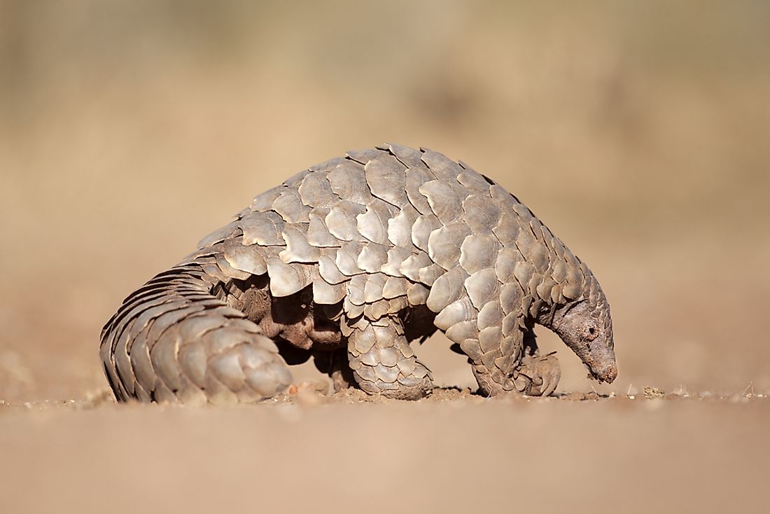 A pangolin searching for its dinner of ants. 