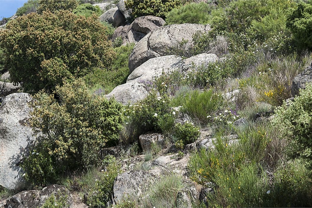 An example of Mediterranean shrubland in the Guaddarama Mountains near Madrid, Spain.