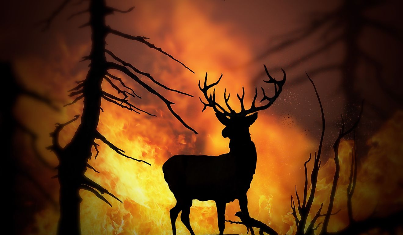 An elk tries to escape the blaze of a forest fire.