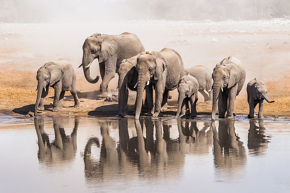 The number of elephants in the world is quickly declining.