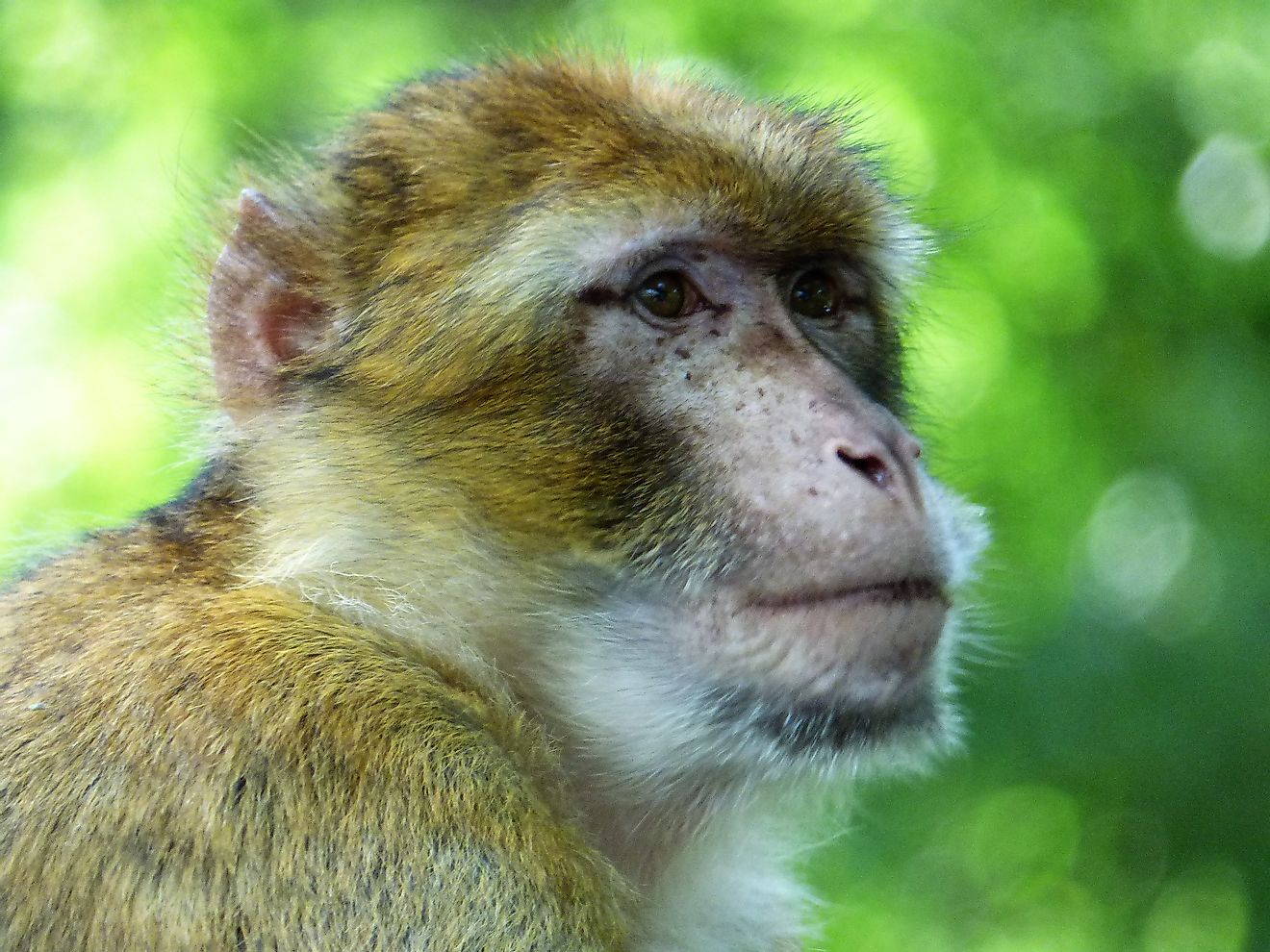 The barbary macaque is a mammal that can be found in Algeria. 