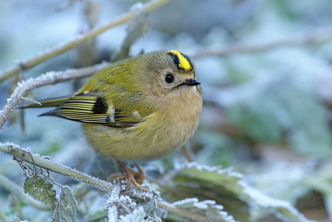 Goldcrest - Regulus regulus sitting on the branch in cold winter
