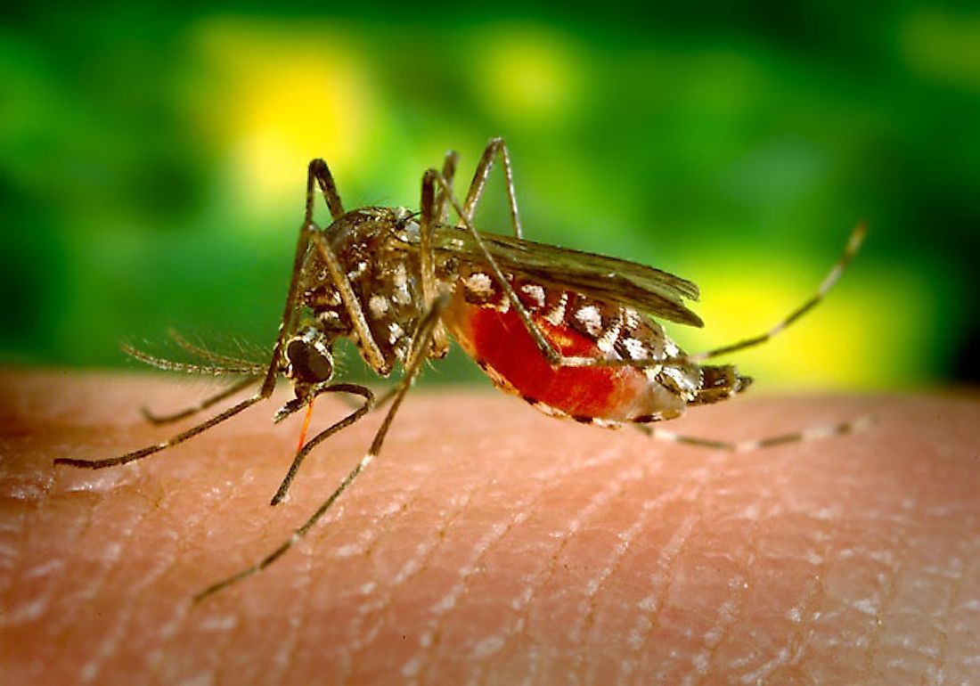 The Aedes aegypti mosquito is the vector for the yellow fever virus.