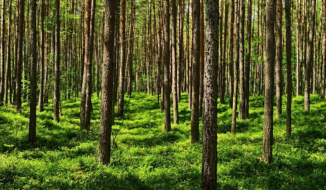 Evergreen coniferous pine forest in Pomerania, Poland.