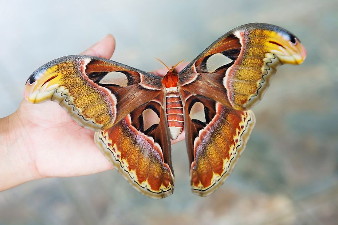 The Atlas moth is the largest species of moth. 