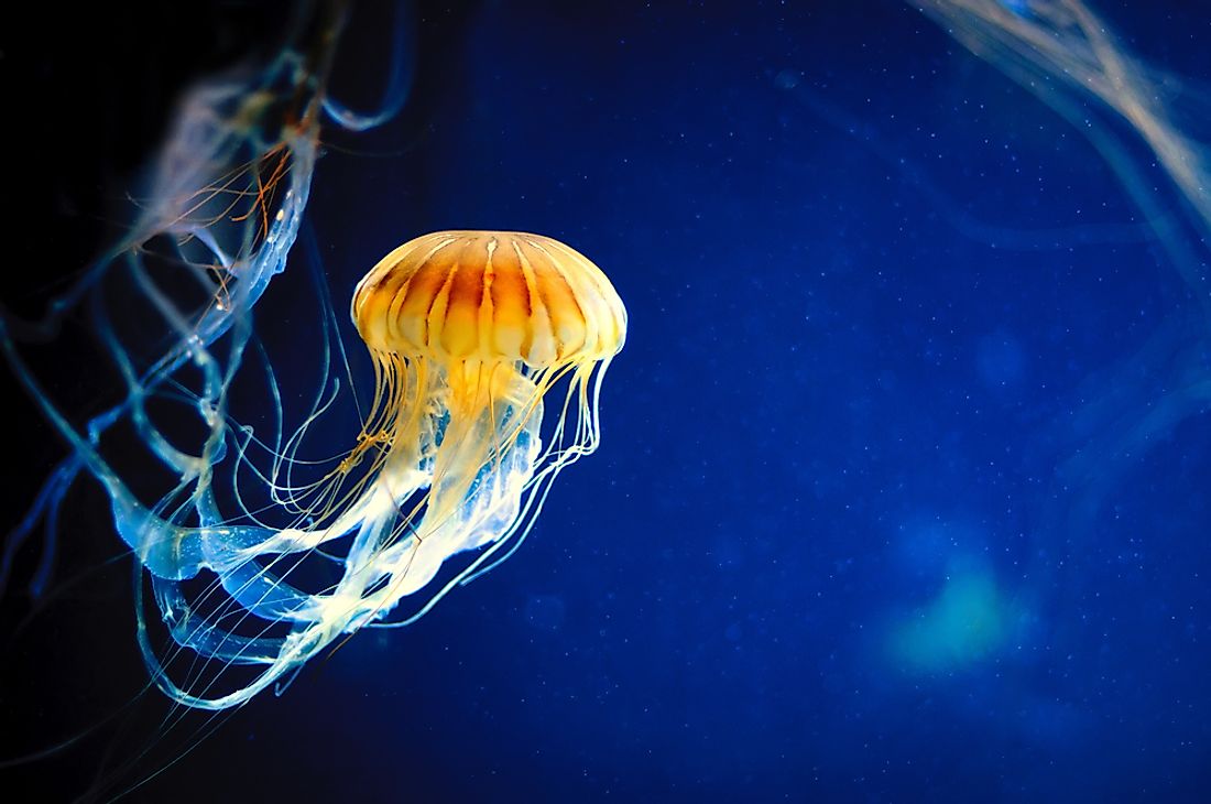 Jellyfish are examples of osmoconformers. 