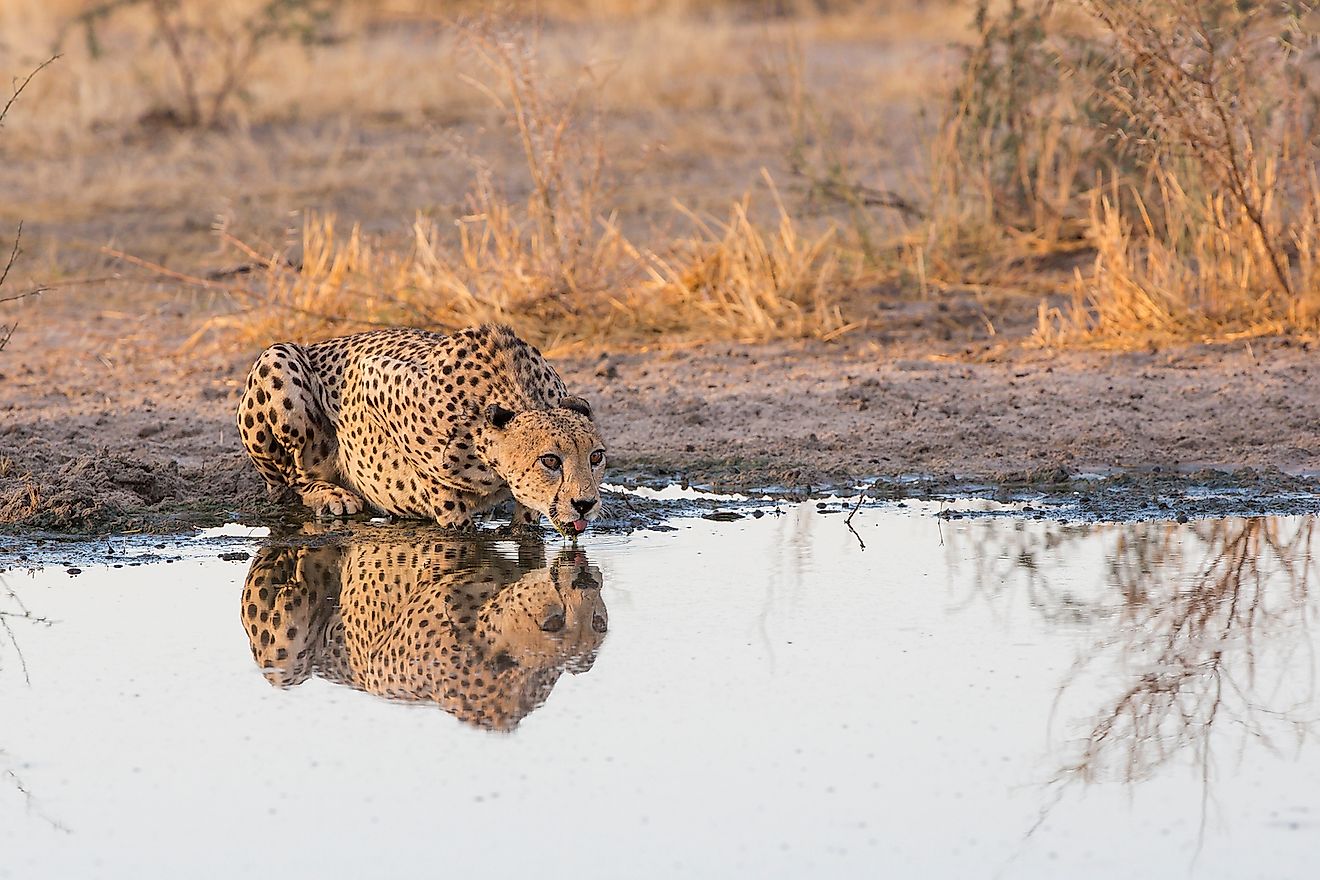 Male Cheetah at Tau Pan, Central Kalahari, Botswana. Image credit: Thomas Retterath/Shutterstock.com