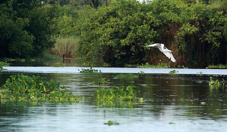A Great White Egret flying over a mangrove swamp in Guatemala.