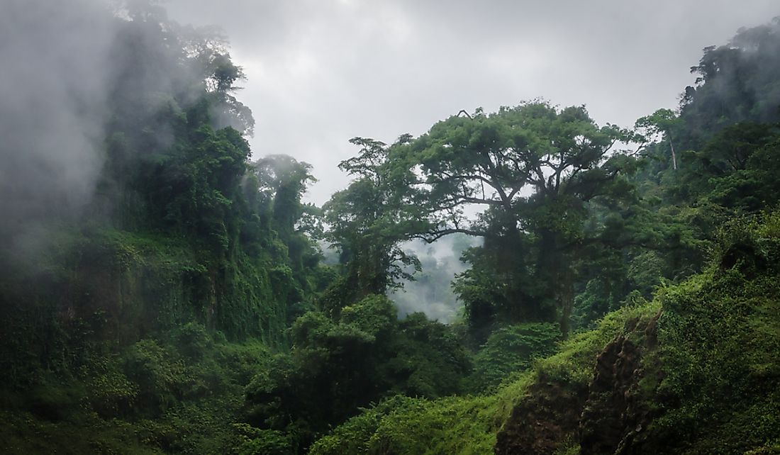 Fog over the rainforest in Cameroon.