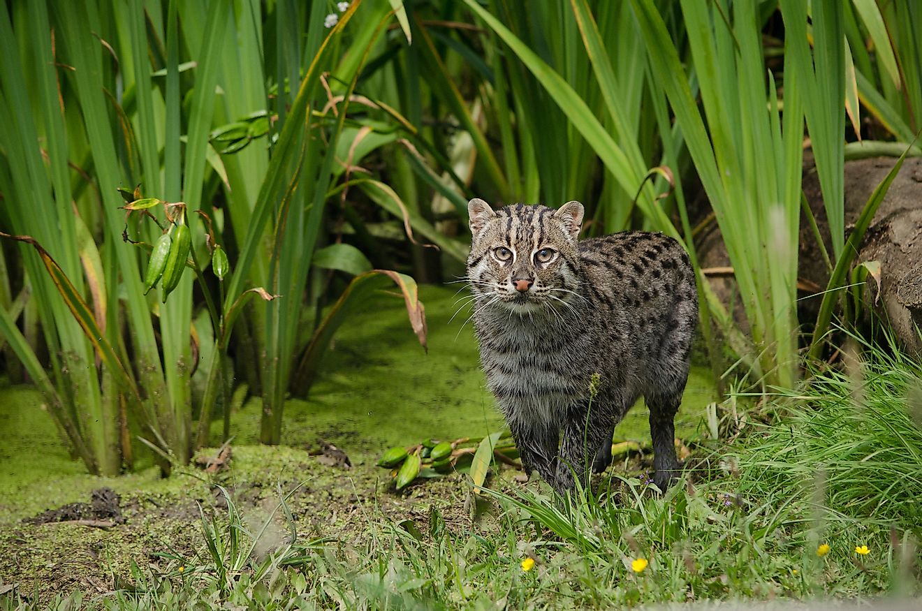 A fishing cat (Prionailurus viverrinus) is a small wild cat species living in parts of South and Southeast Asia.