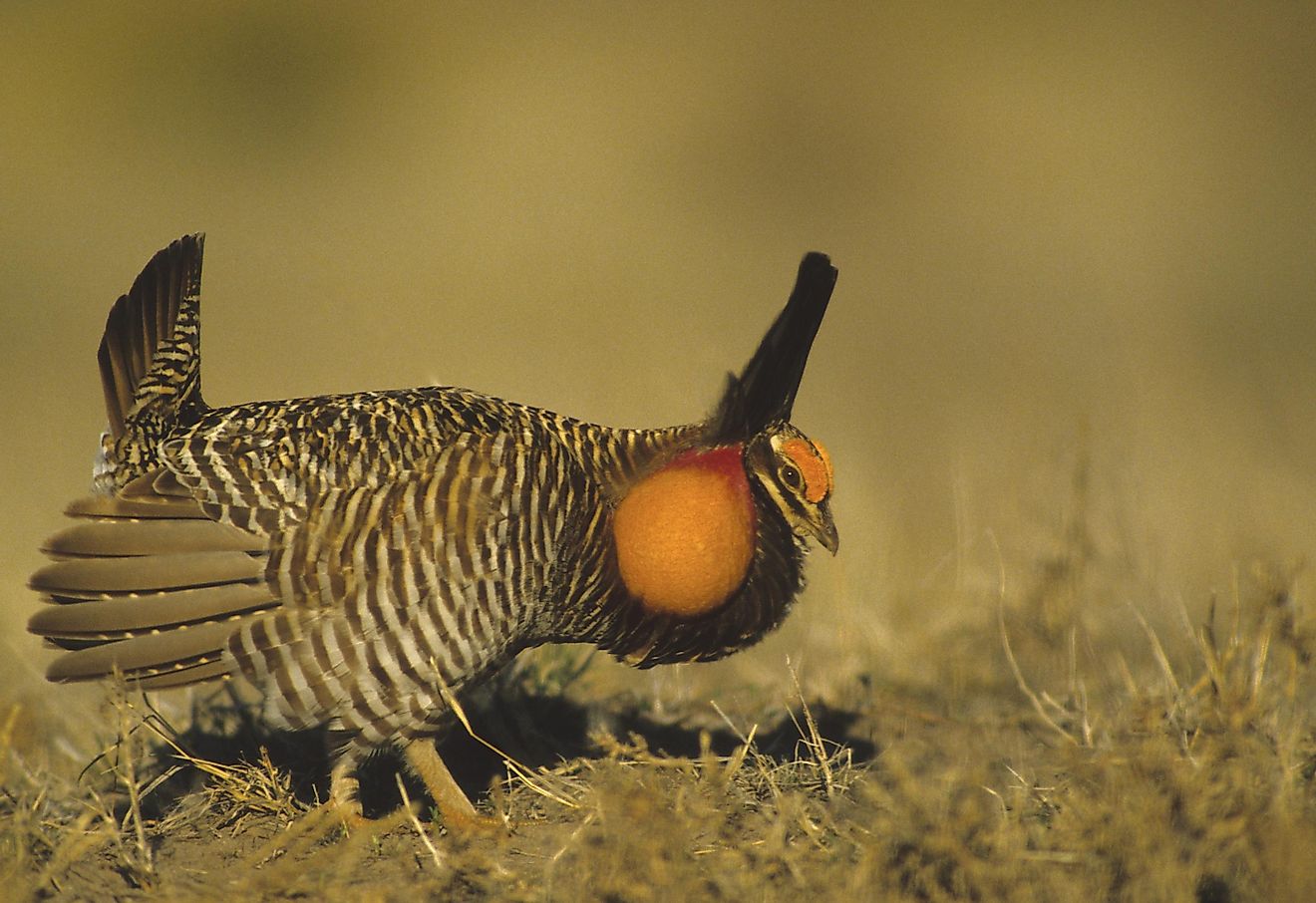 A Male Prairie Chicken "strutting" its stuff. Males are known for the flamboyant stances they take to attract mates.