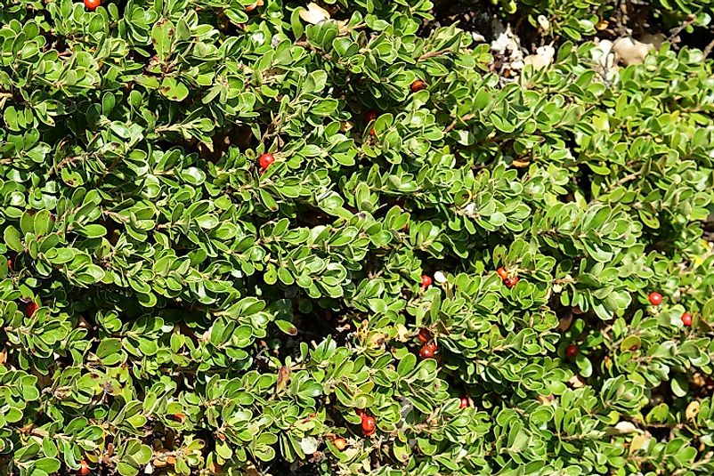 Red Bearberry is common across much of Canada.