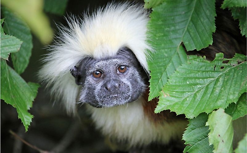 The cotton-top tamarin has every reason to be afraid of humans.
