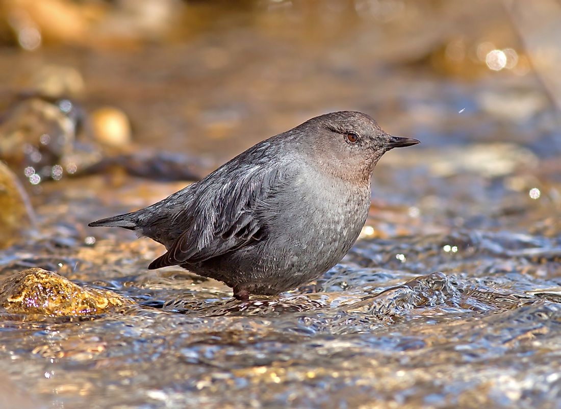 Moreso than most birds, Water Ouzels, or Dippers, are very comfortable in the water. They are even known to be capable swimmers, ready to take a "dip" in streams.