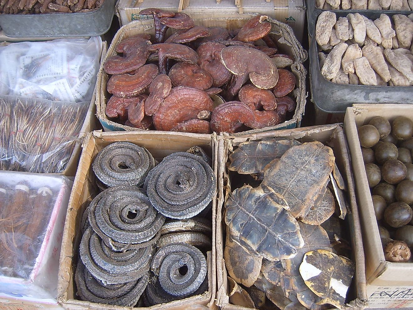 Assorted dried plant and animal parts used in traditional Chinese medicines, clockwise from top left corner: dried Lingzhi (lit. "spirit mushrooms"), ginseng, Luo Han Guo, turtle shell underbelly (plastron), and dried curled snakes. Image credit: User:Vbe