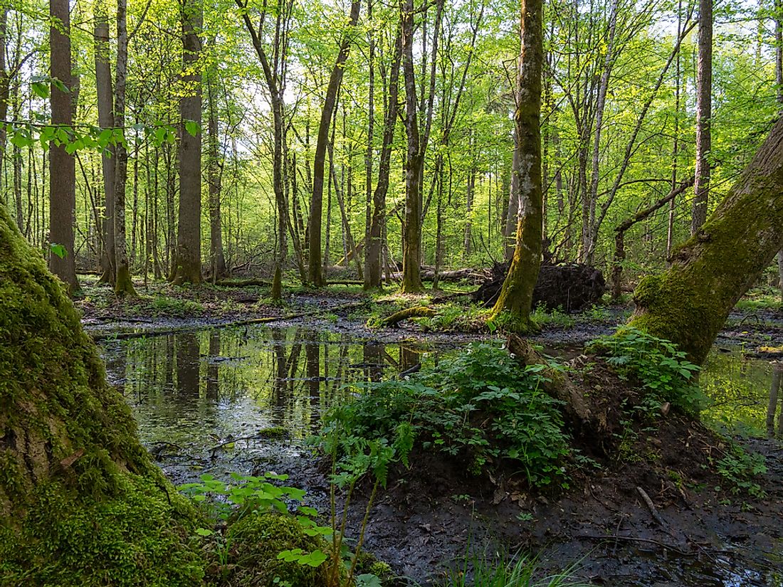 Ancient oaks of the Białowieża Forest. Photo credit: shutterstock.com.