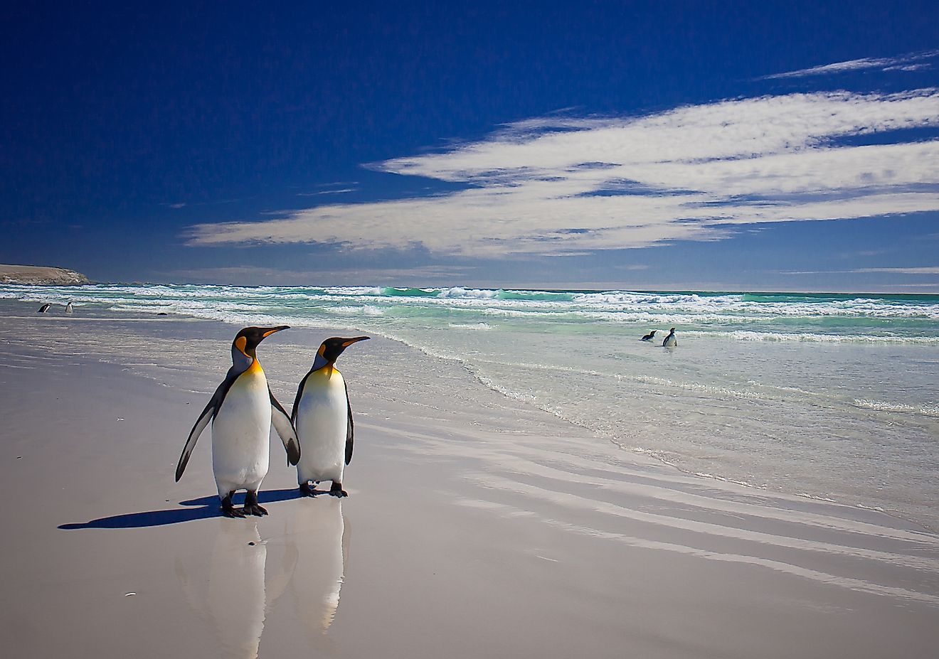 King Penguins at Volunteer Point on the Falkland Islands. Image credit: Neale Cousland/Shutterstock.com