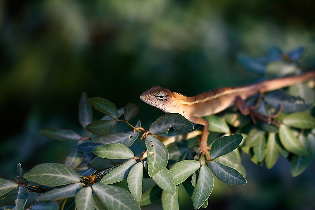 Most lizards are cold-blooded and rely on the sun for warmth.