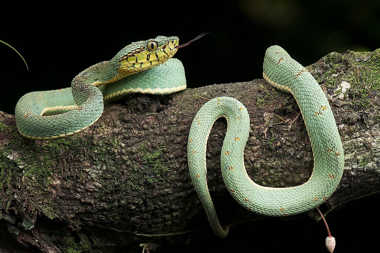 Bothrops bilineatus is a highly venomous pitviper species found in the Amazon. Image credit: Renato Augusto Martins/Wikimedia.org