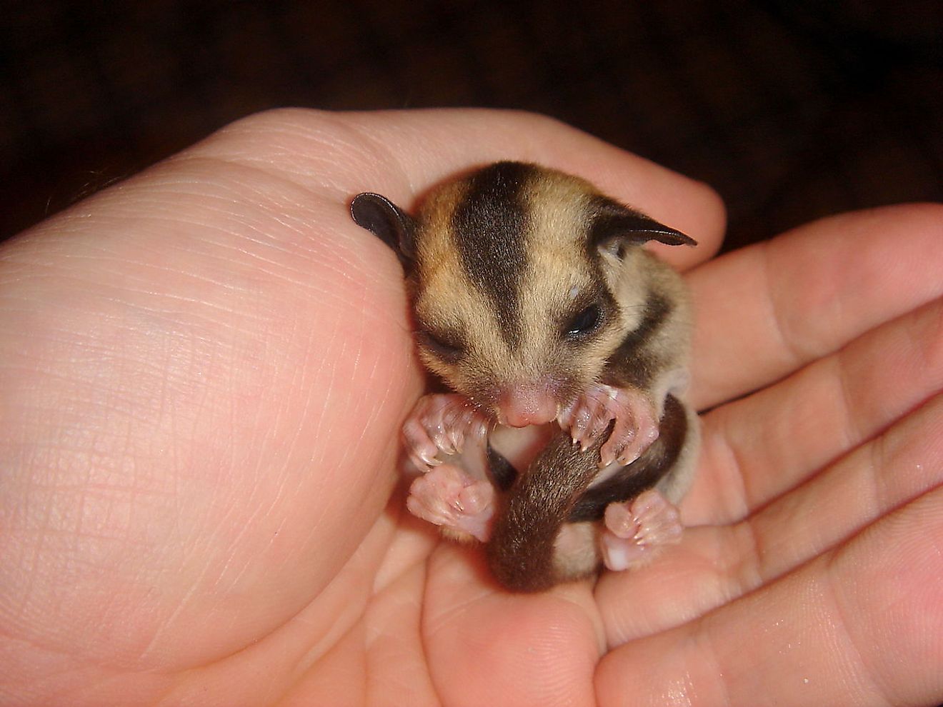 Sugar gliders might be adorable, but they do not belong to you but to nature where they must be left. Image credit: Wm Jas/Wikimedia.org