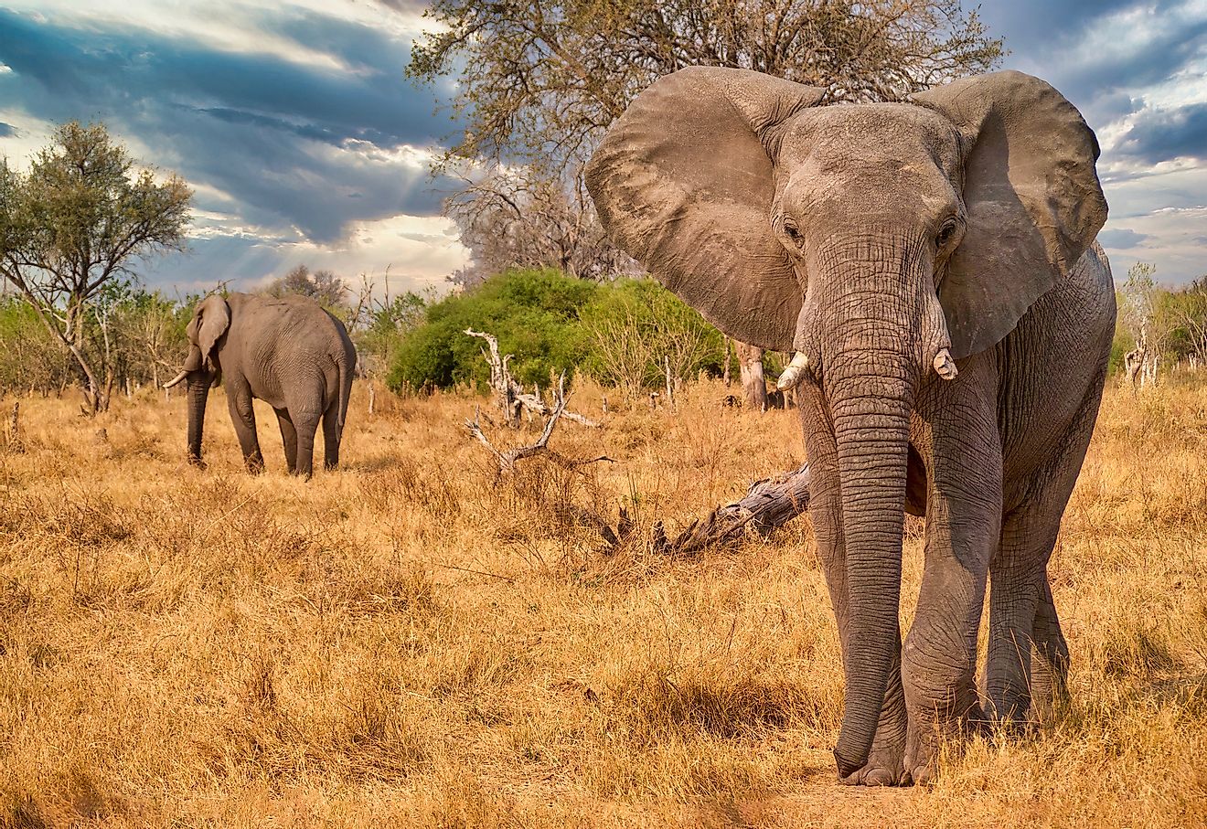 The African elephant is found in the African continent. Its ears are said to appear like the map of Africa.
