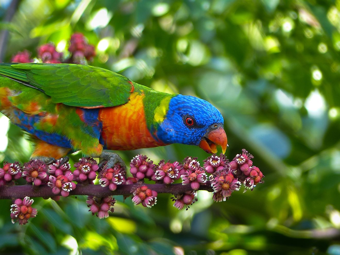A rainbow lorikeet is a parrot species found in Australia.